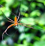 'Spider' by Asienreisender
